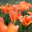 Tulipán Fosterův 'Orange Emperor' - Tulipa Fosteriana 'Orange Emperor'