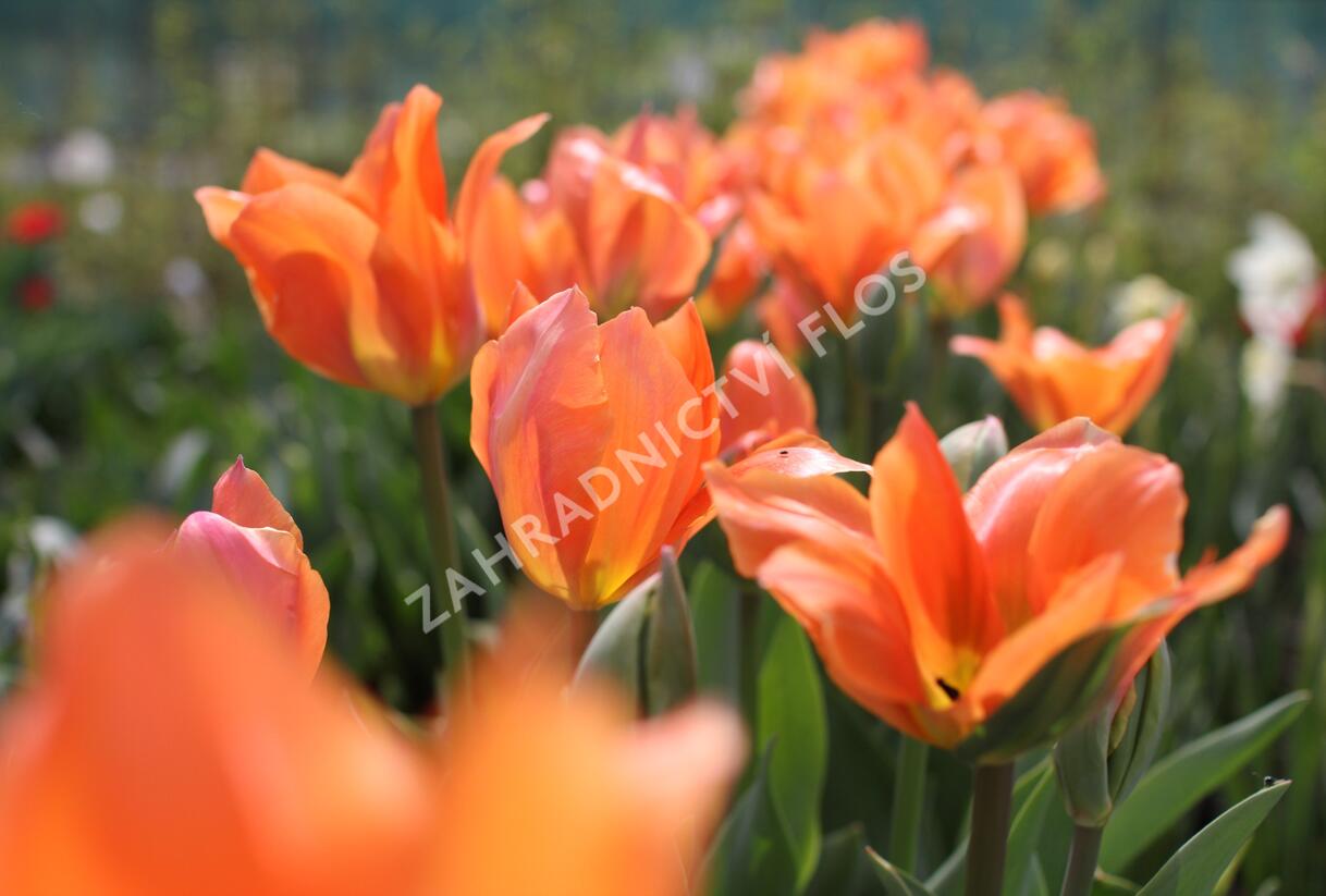 Tulipán Fosterův 'Orange Emperor' - Tulipa Fosteriana 'Orange Emperor'