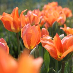 Tulipán Fosterův 'Orange Emperor' - Tulipa Fosteriana 'Orange Emperor'
