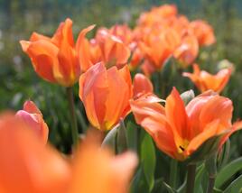 Tulipán Fosterův 'Orange Emperor'