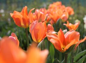 Tulipán Fosterův 'Orange Emperor' - Tulipa Fosteriana 'Orange Emperor'