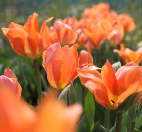 Tulipán Fosterův 'Orange Emperor' - Tulipa Fosteriana 'Orange Emperor'
