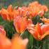 Tulipa Fosteriana 'Orange Emperor'.JPG