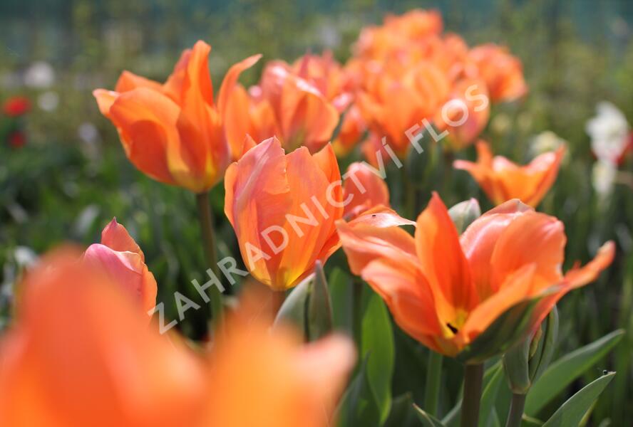 Tulipán Fosterův 'Orange Emperor' - Tulipa Fosteriana 'Orange Emperor'