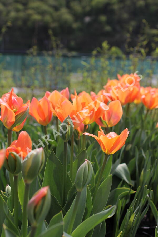 Tulipán Fosterův 'Orange Emperor' - Tulipa Fosteriana 'Orange Emperor'