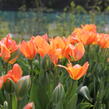 Tulipán Fosterův 'Orange Emperor' - Tulipa Fosteriana 'Orange Emperor'