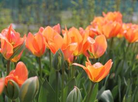 Tulipán Fosterův 'Orange Emperor' - Tulipa Fosteriana 'Orange Emperor'