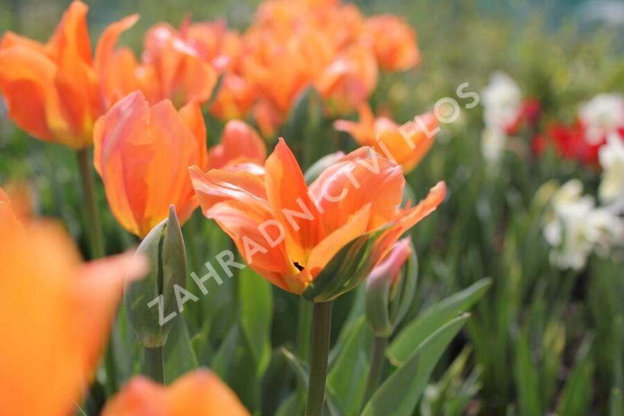 Tulipán Fosterův 'Orange Emperor' - Tulipa Fosteriana 'Orange Emperor'