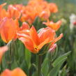 Tulipán Fosterův 'Orange Emperor' - Tulipa Fosteriana 'Orange Emperor'