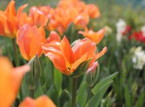 Tulipán Fosterův 'Orange Emperor' - Tulipa Fosteriana 'Orange Emperor'