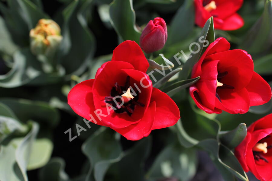 Tulipán 'Ile de France' - Tulipa 'Ile de France'