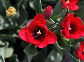 Tulipán Triumph 'Ile de France' - Tulipa Triumph 'Ile de France'