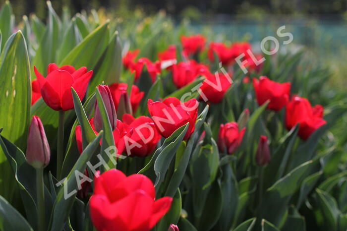 Tulipán 'Ile de France' - Tulipa 'Ile de France'
