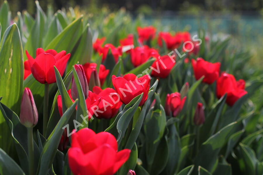 Tulipán 'Ile de France' - Tulipa 'Ile de France'