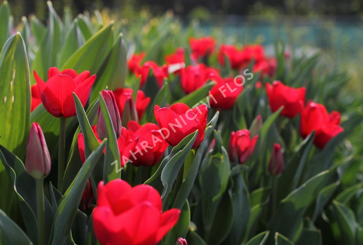 Tulipán Triumph 'Ile de France' - Tulipa Triumph 'Ile de France'