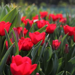 Tulipán 'Ile de France' - Tulipa 'Ile de France'