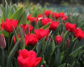 Tulipán Triumph 'Ile de France'