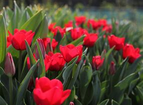 Tulipán Triumph 'Ile de France' - Tulipa Triumph 'Ile de France'