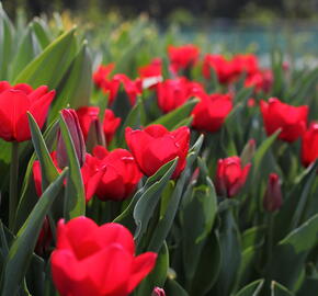 Tulipán 'Ile de France' - Tulipa 'Ile de France'