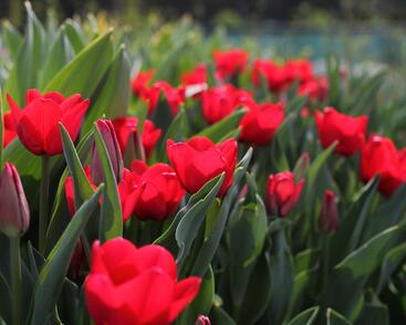 Tulipán Triumph 'Ile de France'