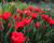 Tulipán Triumph 'Ile de France'