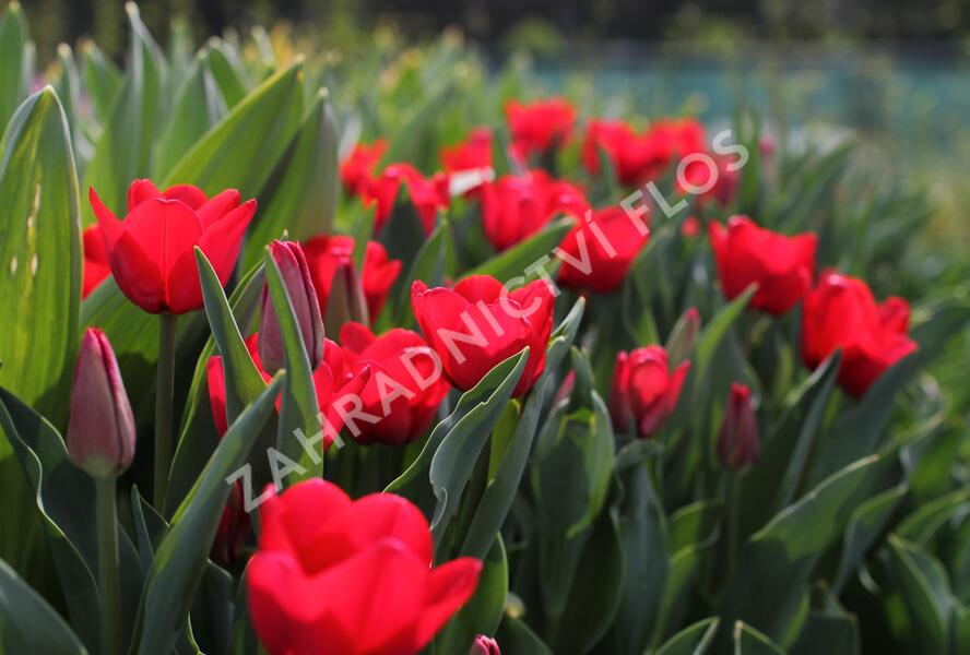 Tulipán Triumph 'Ile de France' - Tulipa Triumph 'Ile de France'