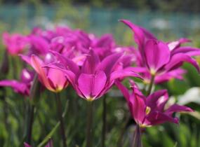 Tulipán liliovitý 'Purple Dream' ('Yume no Murasaki') - Tulipa Lily Flowering 'Purple Dream' ('Yume no Murasaki')