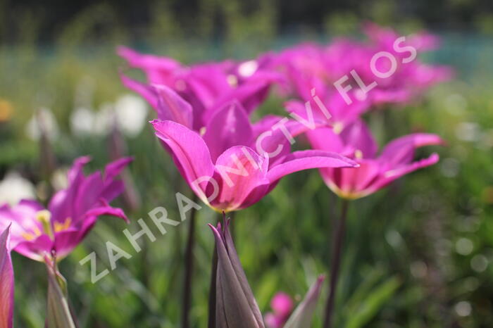 Tulipán liliovitý 'Purple Dream' ('Yume no Murasaki') - Tulipa Lily Flowering 'Purple Dream' ('Yume no Murasaki')