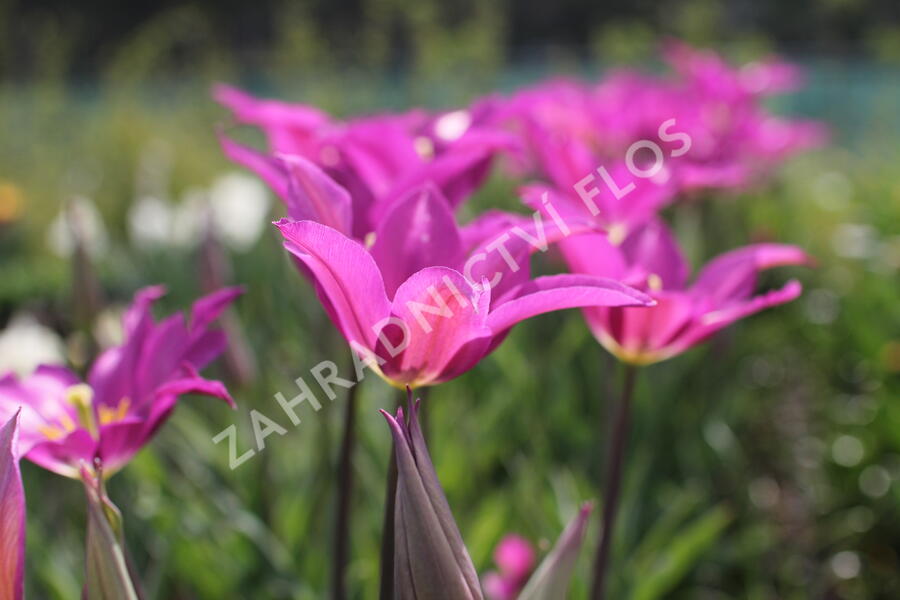 Tulipán liliovitý 'Purple Dream' ('Yume no Murasaki') - Tulipa Lily Flowering 'Purple Dream' ('Yume no Murasaki')