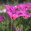Tulipán liliovitý 'Purple Dream' ('Yume no Murasaki') - Tulipa Lily Flowering 'Purple Dream' ('Yume no Murasaki')