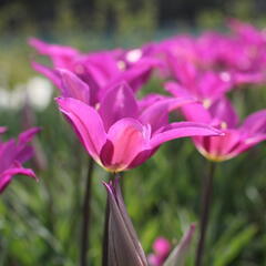 Tulipán liliovitý 'Purple Dream' ('Yume no Murasaki') - Tulipa Lily Flowering 'Purple Dream' ('Yume no Murasaki')