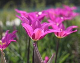 Tulipán liliovitý 'Purple Dream' ('Yume no Murasaki')