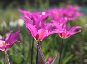Tulipán liliovitý 'Purple Dream' ('Yume no Murasaki') - Tulipa Lily Flowering 'Purple Dream' ('Yume no Murasaki')