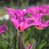 Tulipa Lily Flowering 'Purple Dream'.JPG
