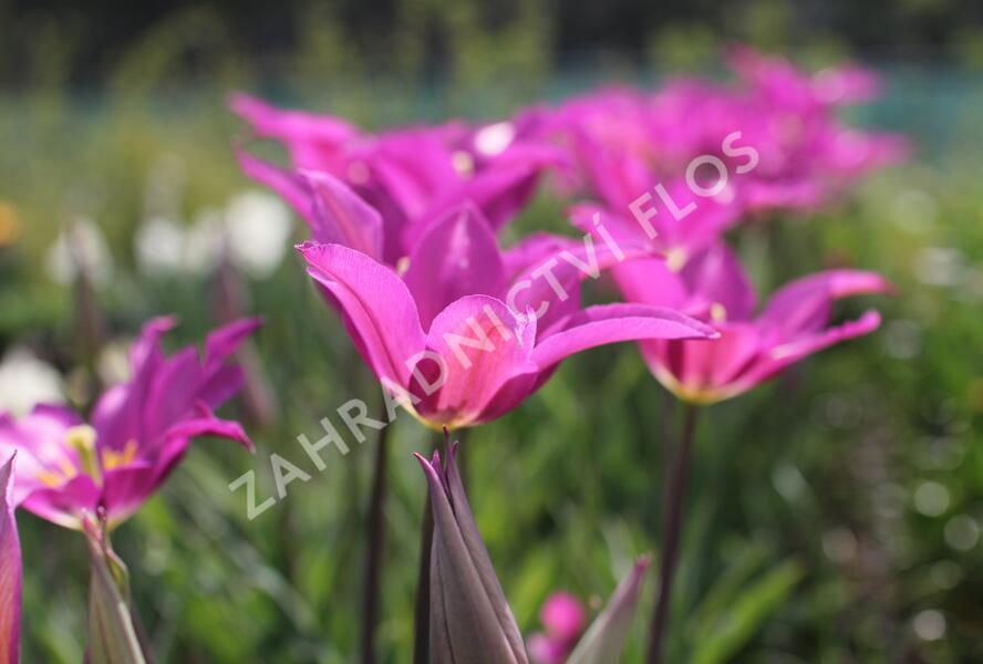 Tulipán liliovitý 'Purple Dream' ('Yume no Murasaki') - Tulipa Lily Flowering 'Purple Dream' ('Yume no Murasaki')