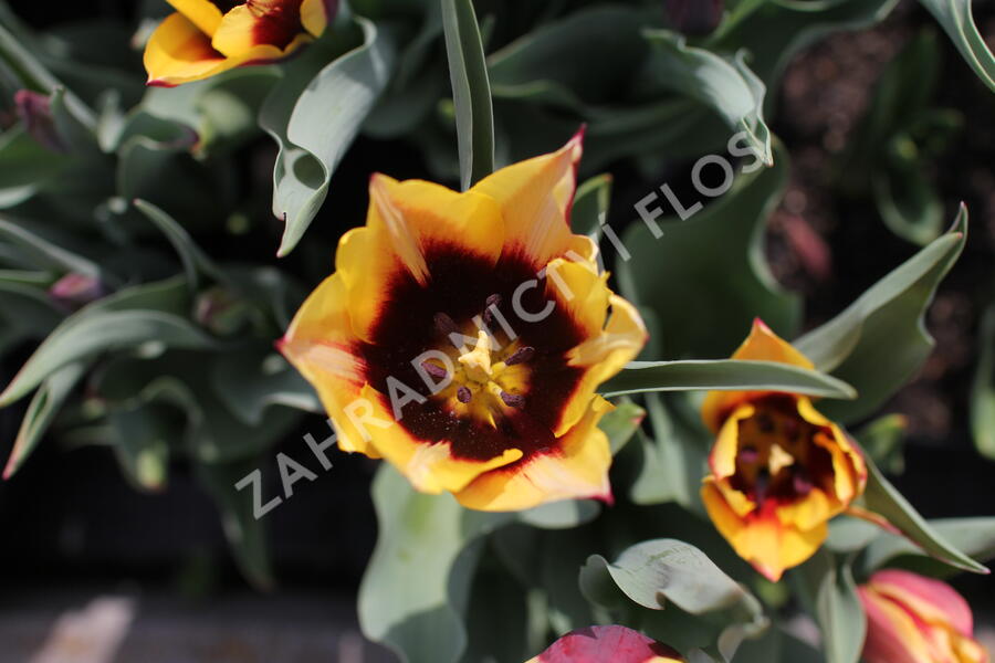 Tulipán Triumph 'Gavota' - Tulipa Triumph 'Gavota'