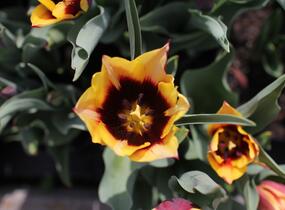 Tulipán Triumph 'Gavota' - Tulipa Triumph 'Gavota'