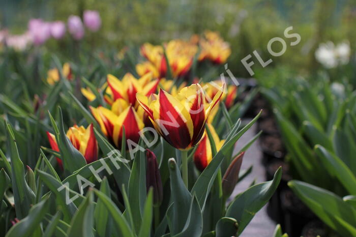 Tulipán Triumph 'Gavota' - Tulipa Triumph 'Gavota'