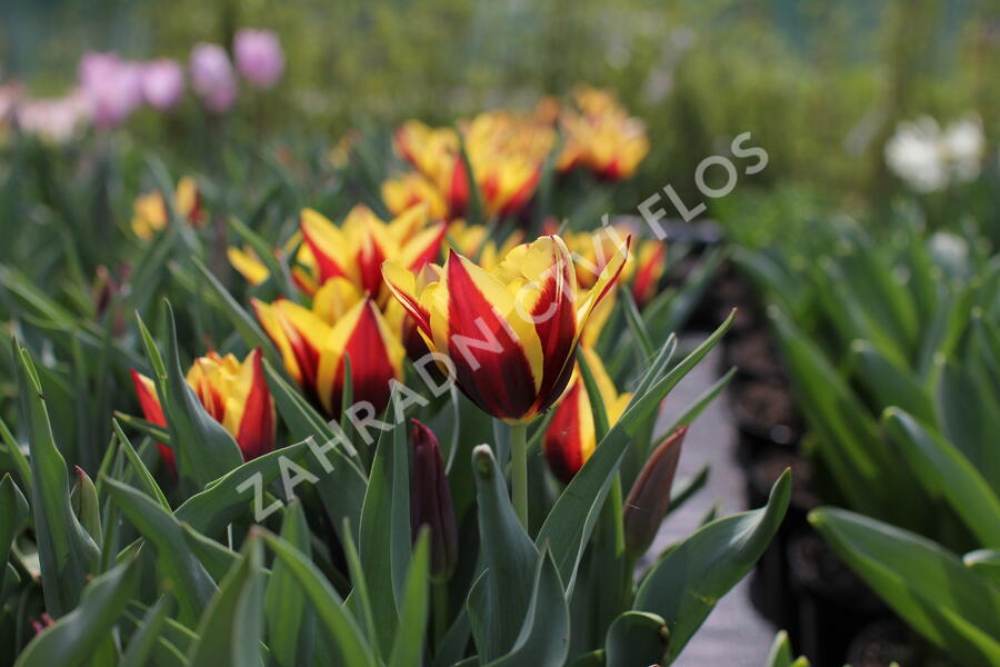 Tulipán Triumph 'Gavota' - Tulipa Triumph 'Gavota'