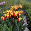 Tulipán Triumph 'Gavota' - Tulipa Triumph 'Gavota'