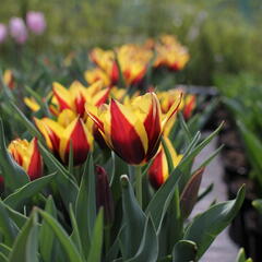 Tulipán Triumph 'Gavota' - Tulipa Triumph 'Gavota'