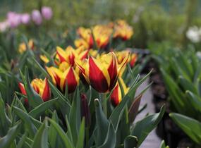 Tulipán Triumph 'Gavota' - Tulipa Triumph 'Gavota'