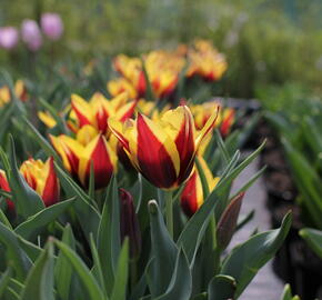 Tulipán Triumph 'Gavota' - Tulipa Triumph 'Gavota'