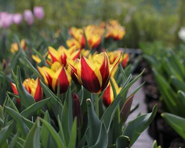 Tulipán Triumph 'Gavota'