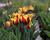 Tulipán Triumph 'Gavota'