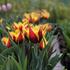 Tulipa Triumph 'Gavota'.JPG