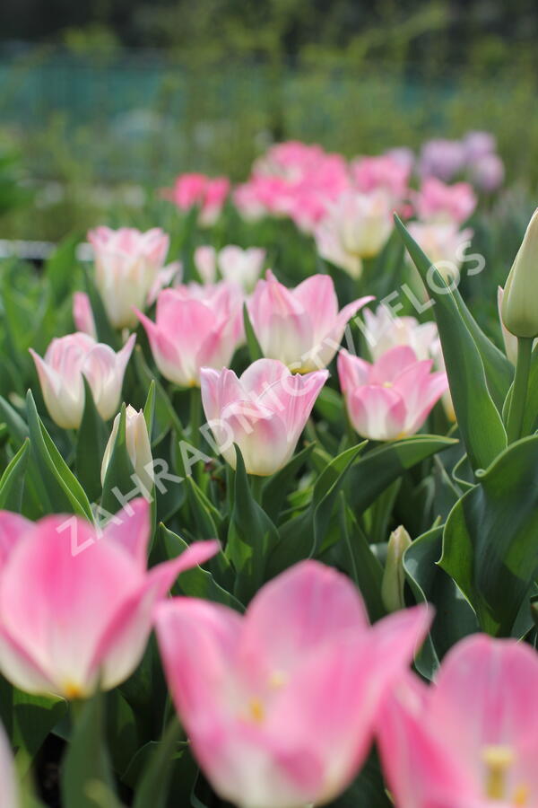 Tulipán Triumph 'Dynasty' - Tulipa Triumph 'Dynasty'