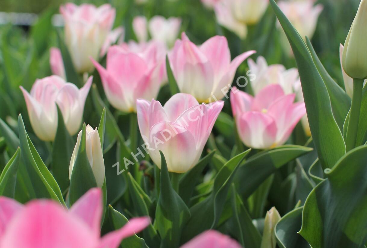 Tulipán Triumph 'Dynasty' - Tulipa Triumph 'Dynasty'