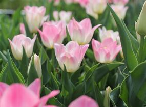 Tulipán Triumph 'Dynasty' - Tulipa Triumph 'Dynasty'