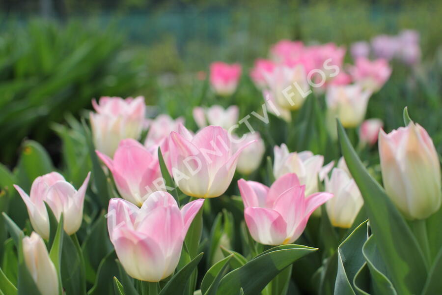 Tulipán Triumph 'Dynasty' - Tulipa Triumph 'Dynasty'